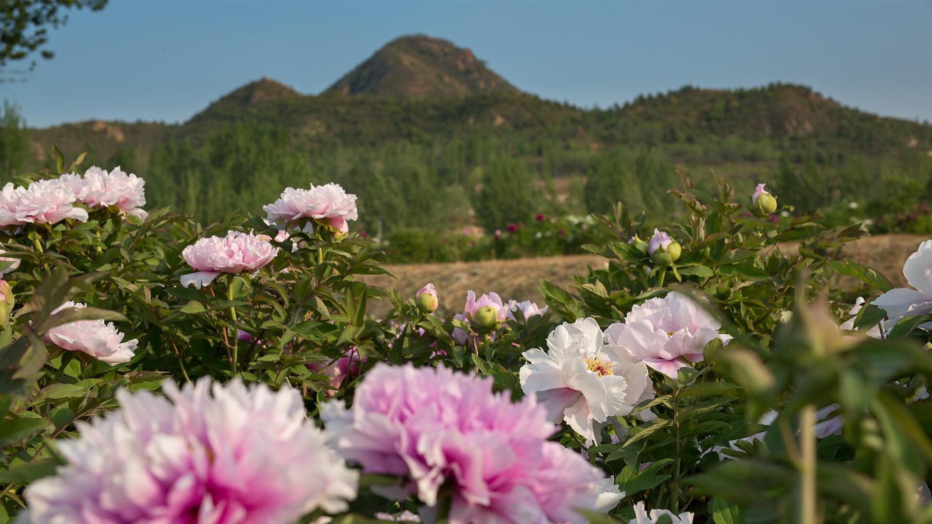 <span class="ezstring-field">KL_BODY_PEONY_Institute of Botany_Field_Flowers_China_2020</span>